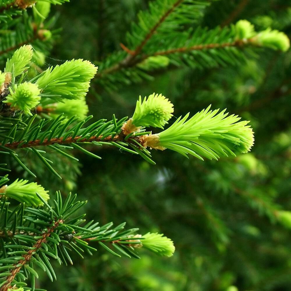 Siberian Fir Needle - Hand Poured Exfoliating Oatmeal Soap