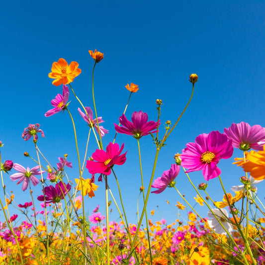Wildflower Breeze - Hand Poured Exfoliating Olive Oil / Hemp Seed Oil Soap