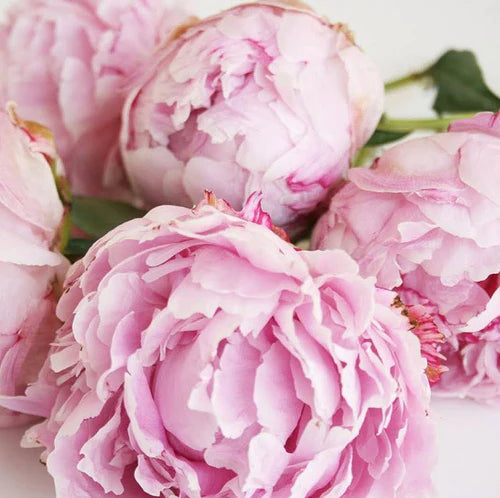 Pink Peony - Hand Poured Exfoliating Oatmeal Soap