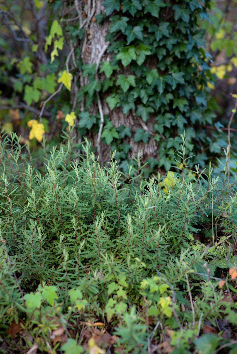 Willow and Ivy - Hand Poured Goat's Milk Soap